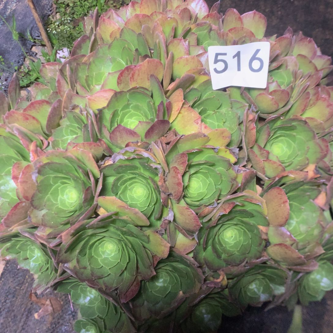 516万圣夜多肉植物