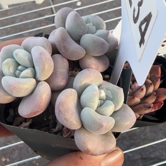 234花班鹿一物一拍多肉