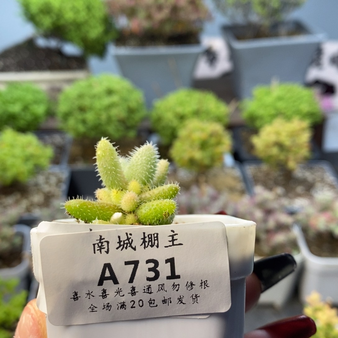 731紫闪光枝干多肉