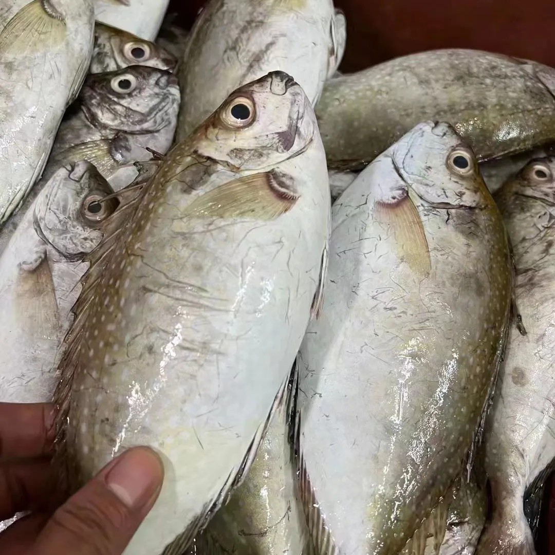 广东阳江灯光船大泥猛鱼，肉质鲜嫩不破胆，省内次日达