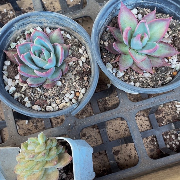 90盆惊鸿带盆土发