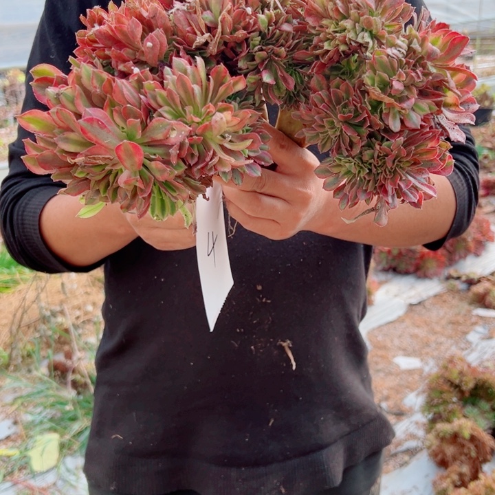 红袖醉话4号多肉法师