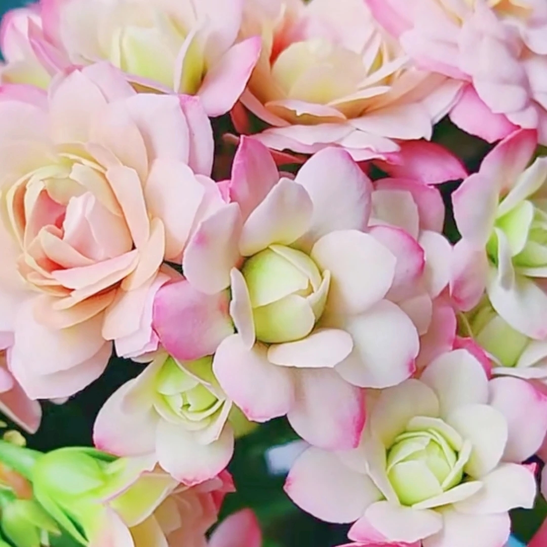 130盆【璎珞】稀有品种渐变色长寿花室内盆栽四季开花基地直发