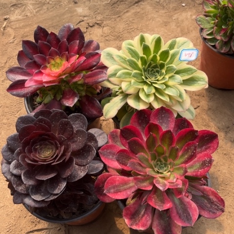 598多肉植物组合