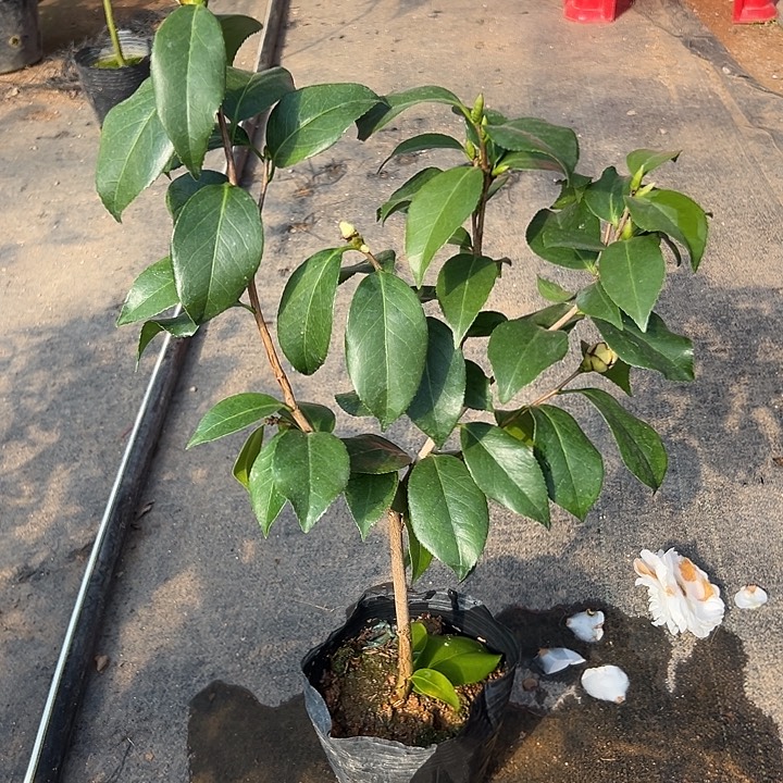 大部分花苞少量开放，白雪塔