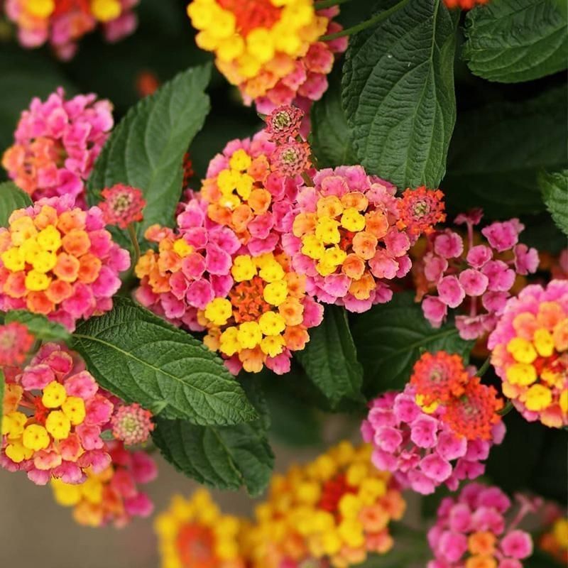 五色梅盆栽带花苞四季开花耐热晒好养的阳台花园植物