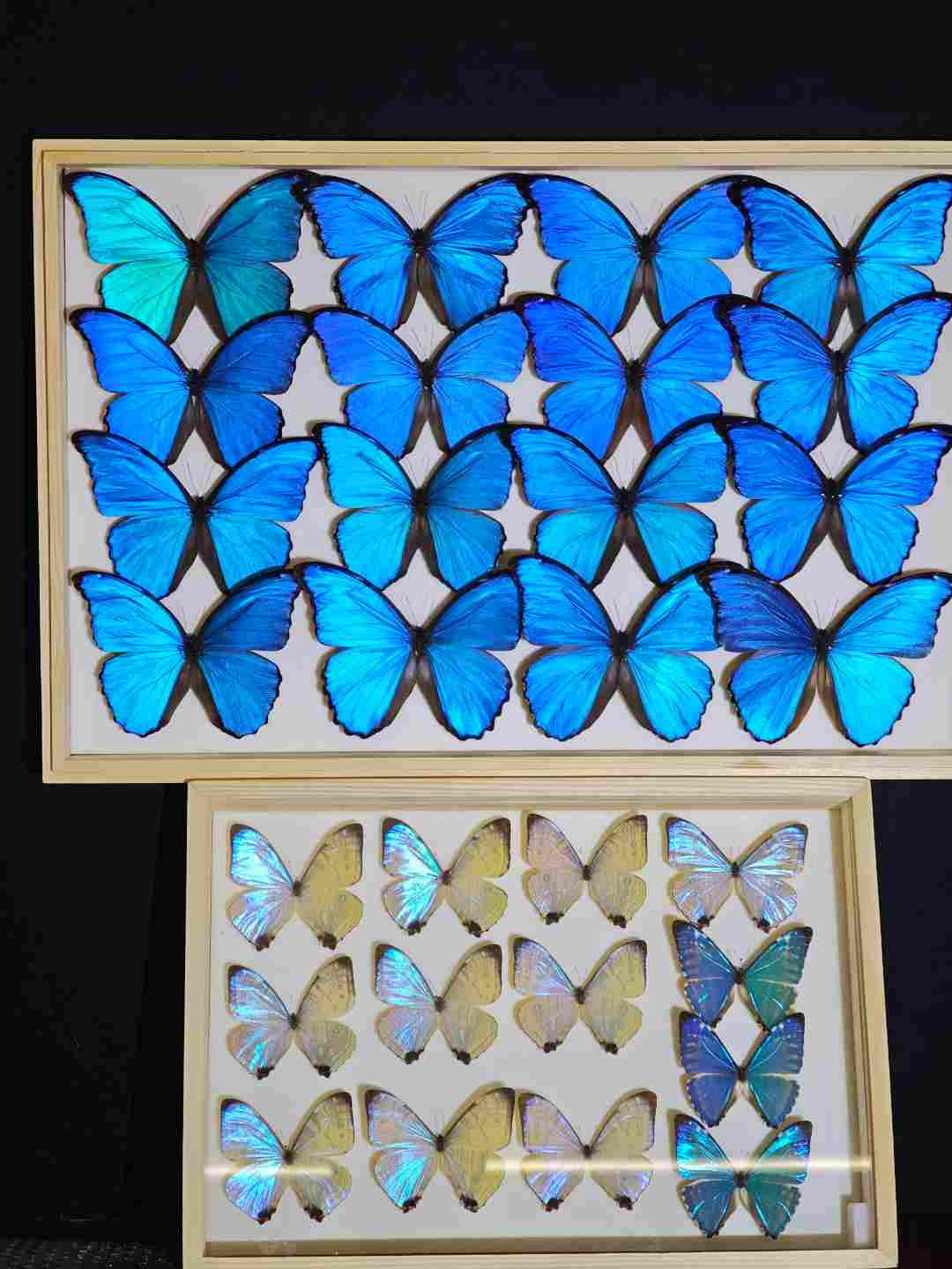 《拆卡链接》真实标本蝴蝶相框蝴蝶工艺品摆件