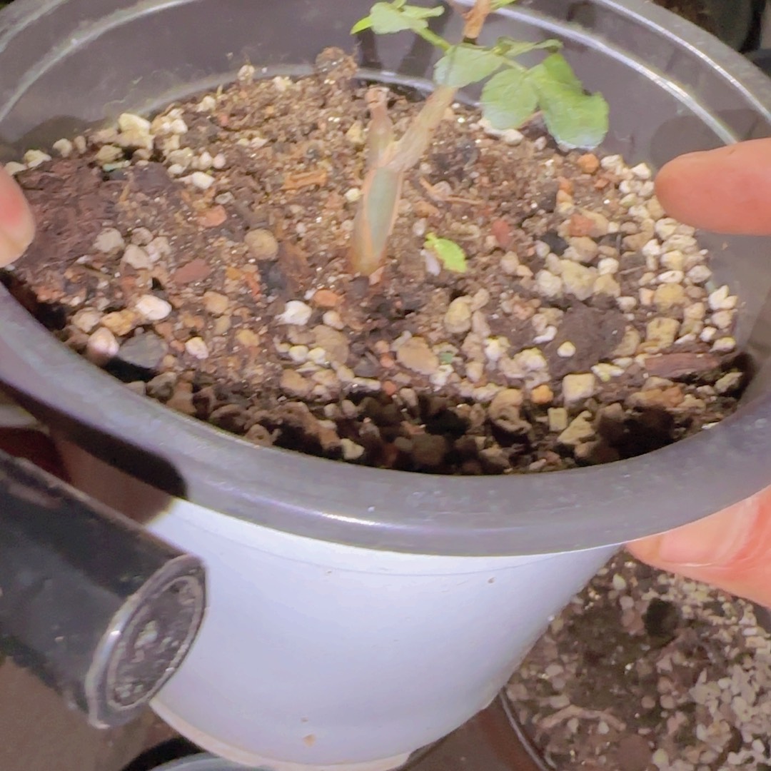 今***）块根植物块根植物