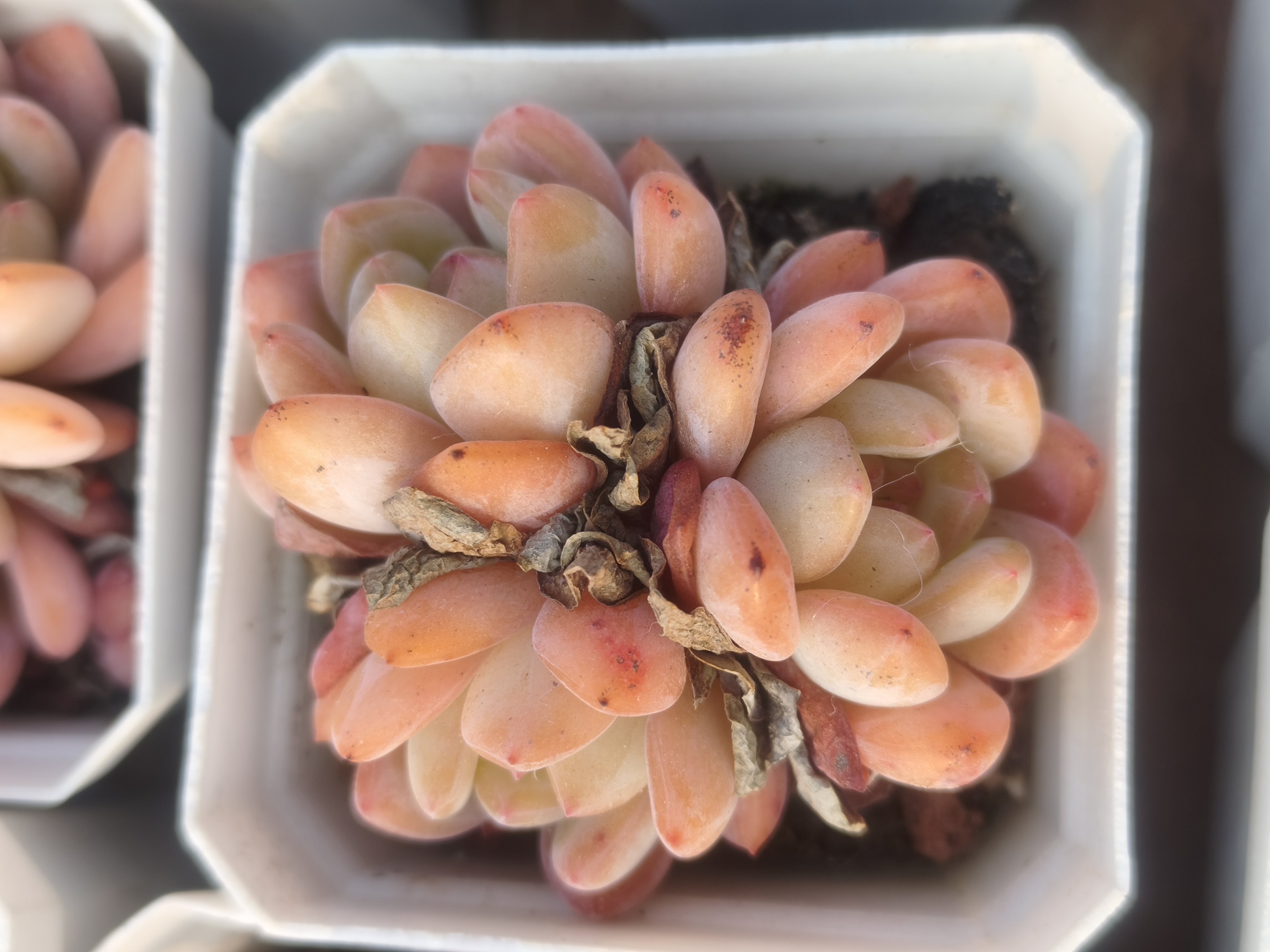 多肉全明星一颗