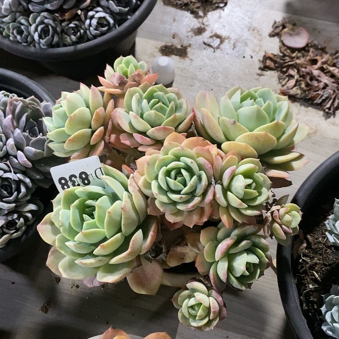 徒*838恋曲多肉植物