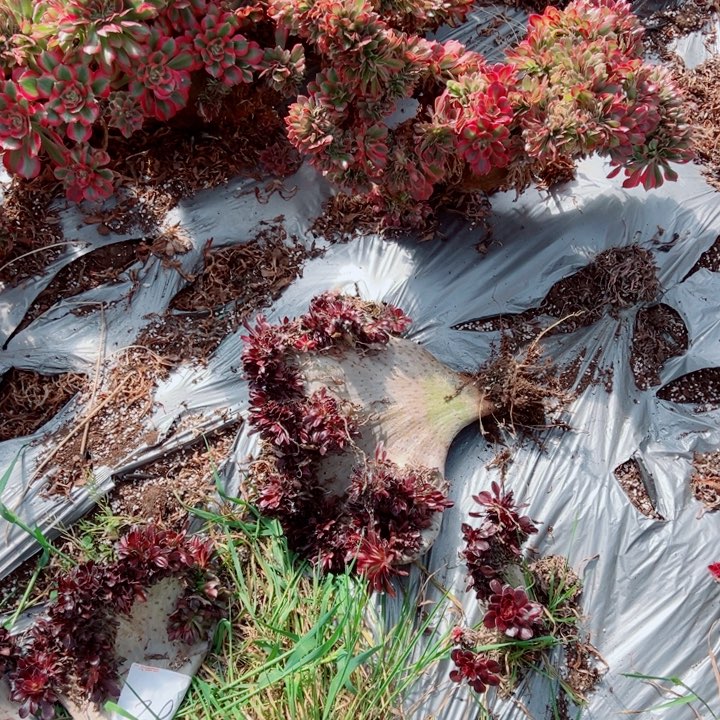 丽娜醉话40号多肉法师