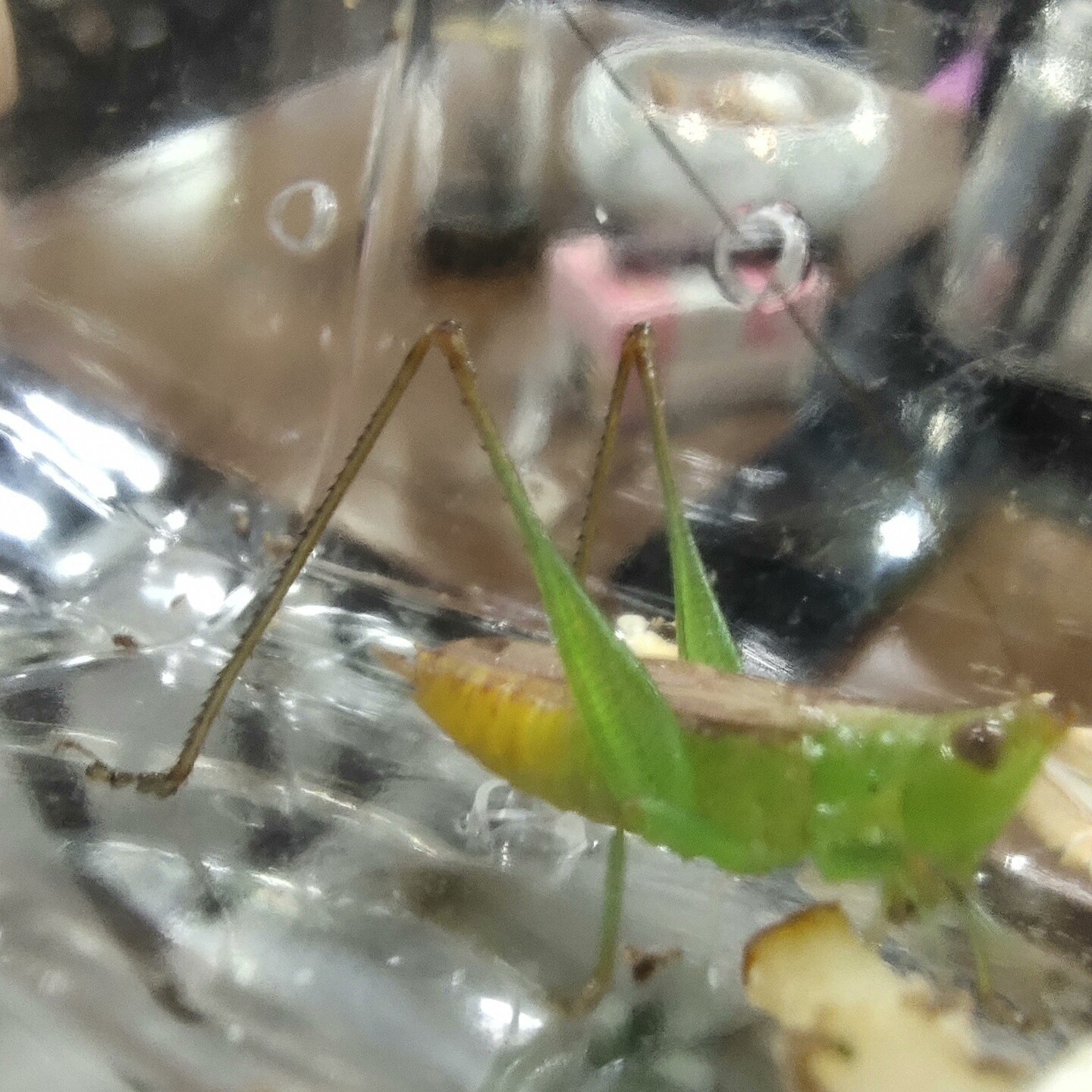 糖果彩螽纸盒模型