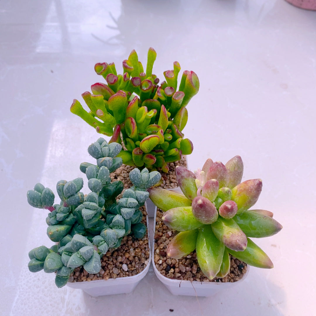 多肉植物组三吸才树鹿角海棠千代田单送盆土（6厘米左右）