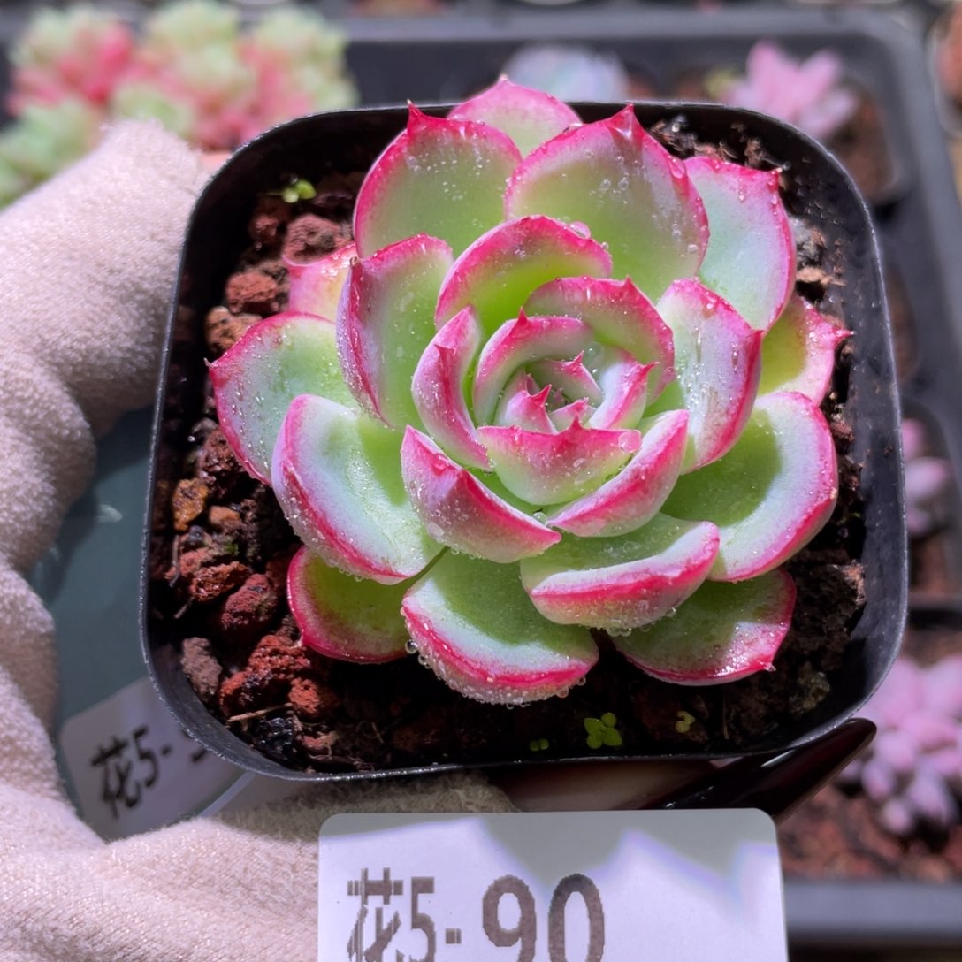 花利美5-90侧影单头