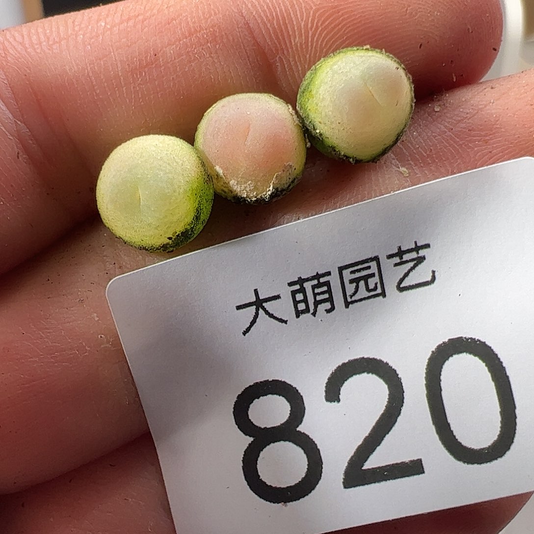0000820 一物一拍……