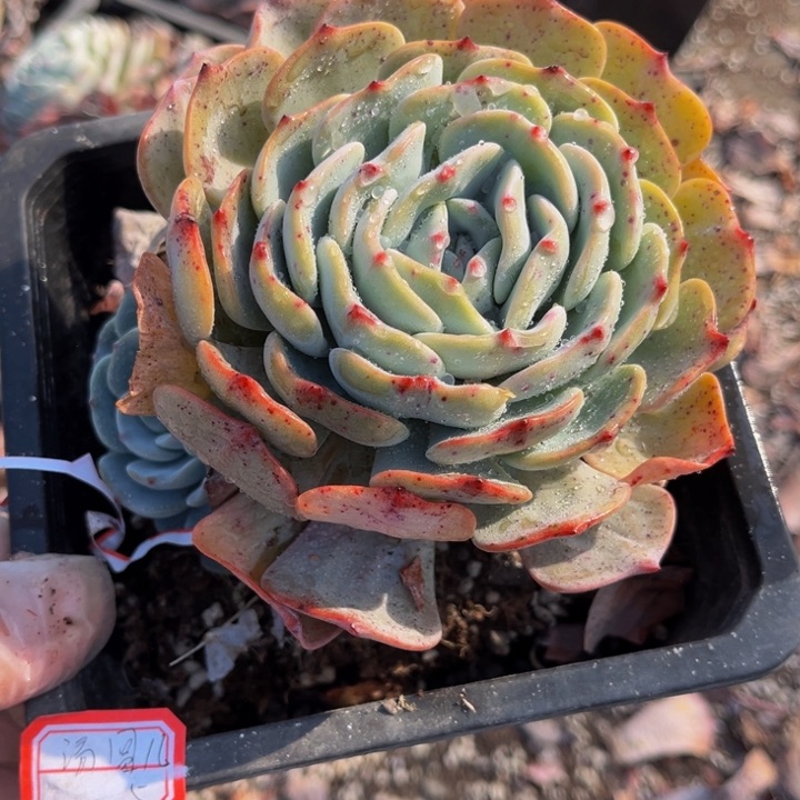 汤***勃朗峰一颗单头