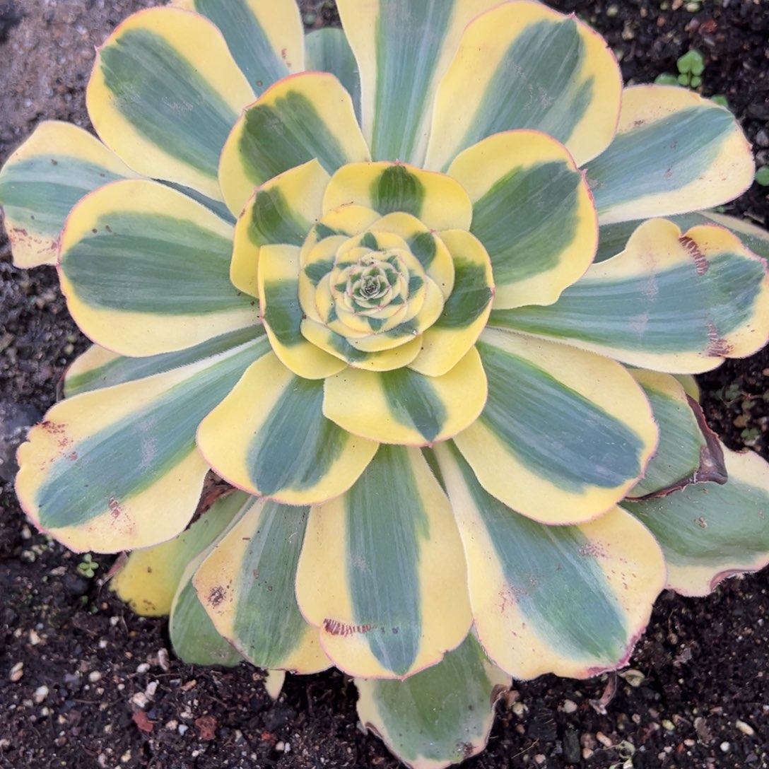 183王妃多肉嘻嘻嘻