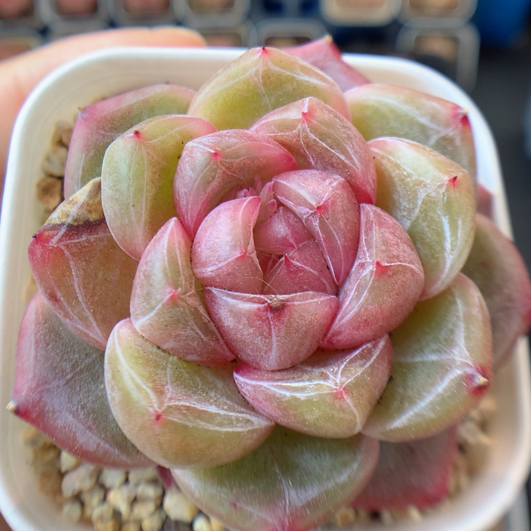 一物一拍精品多肉。珍妮13