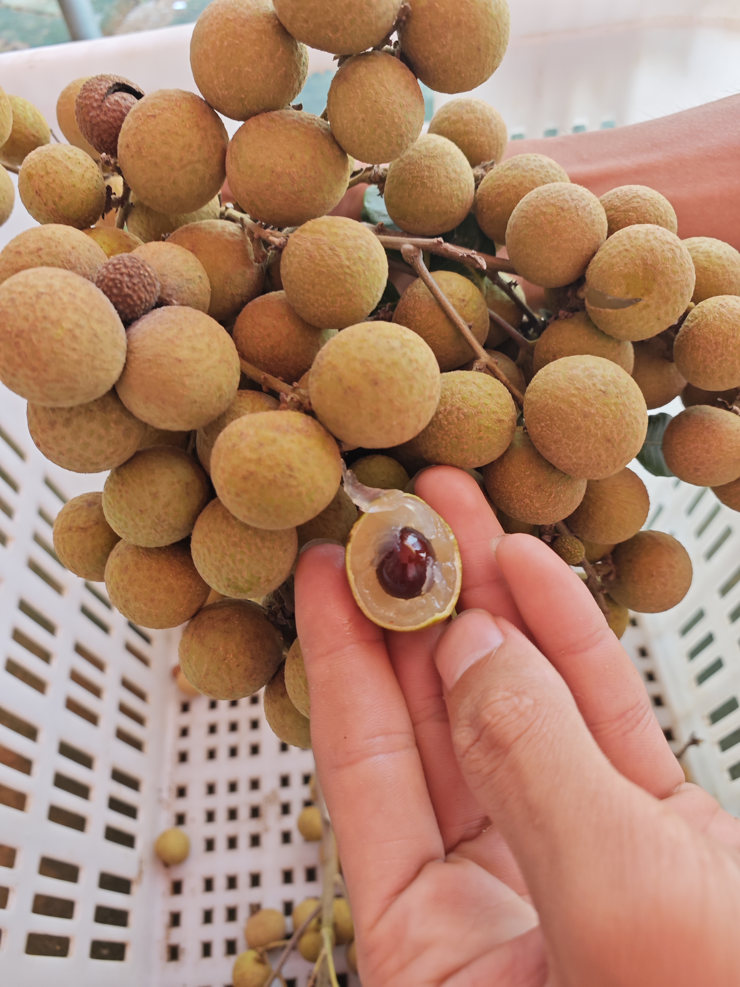 广东茂名特产现摘石硖龙眼清甜多汁肉厚饱满当季水果