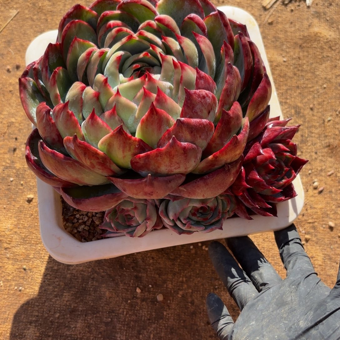 小****哈哈哈哈哈宝贝男男女女今年年内