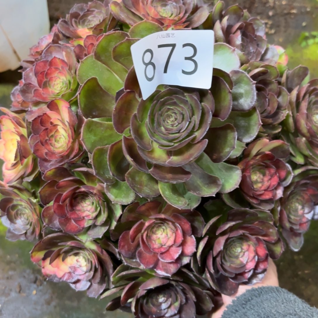 半***过873多肉植物海王七彩