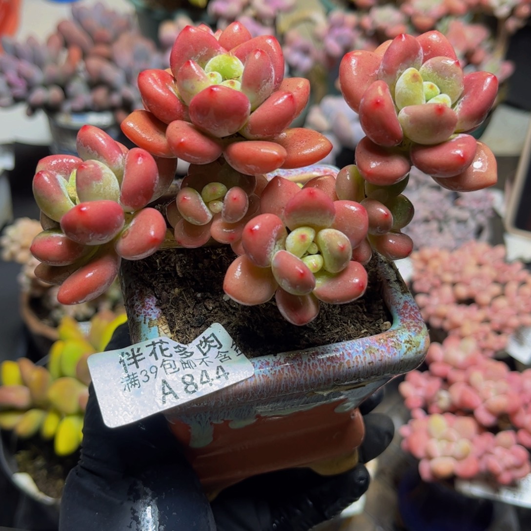 844樱花洛神12厘米多肉