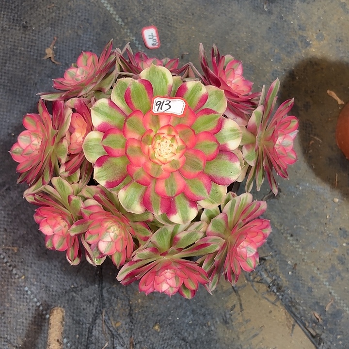 倾城有断枝瑕疵913多肉