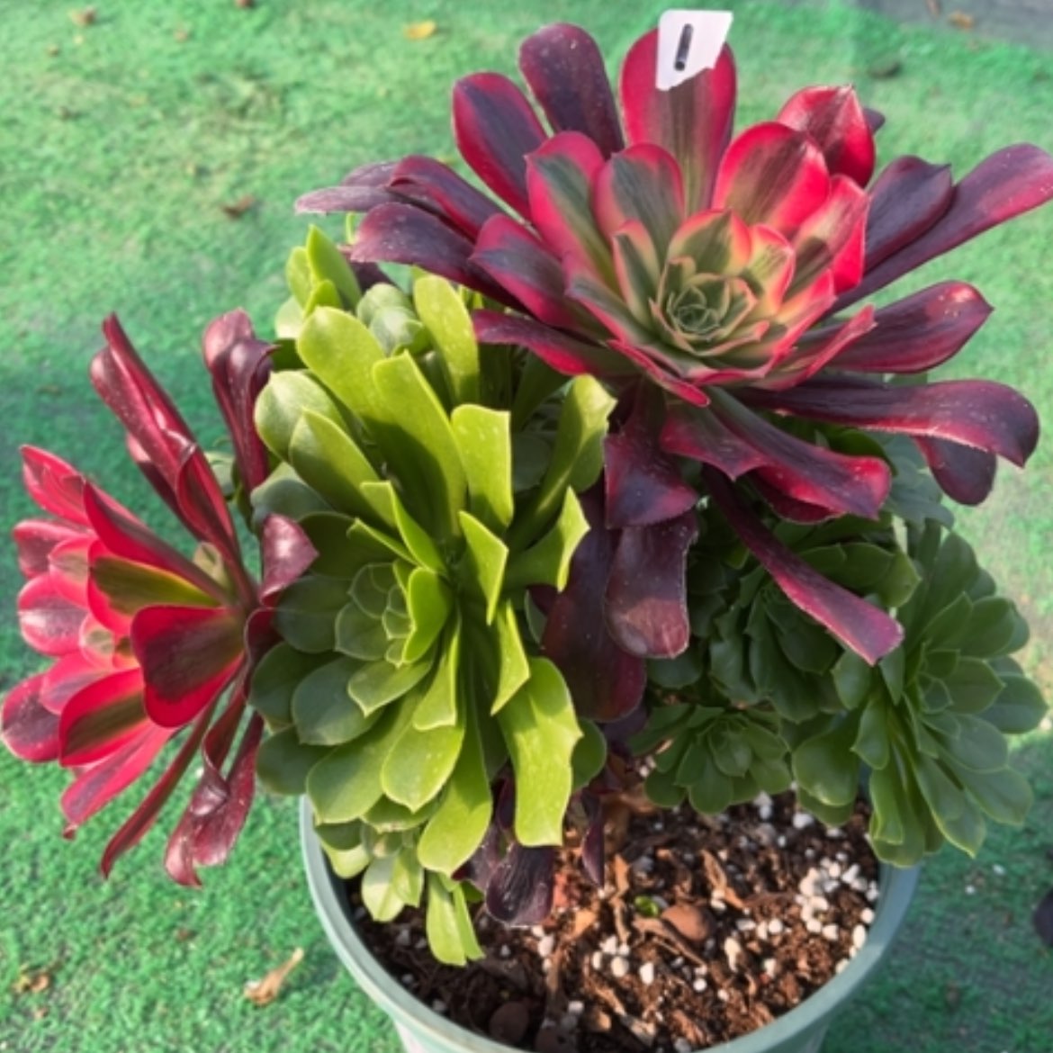 【闪购商品】1嫁接多肉法师