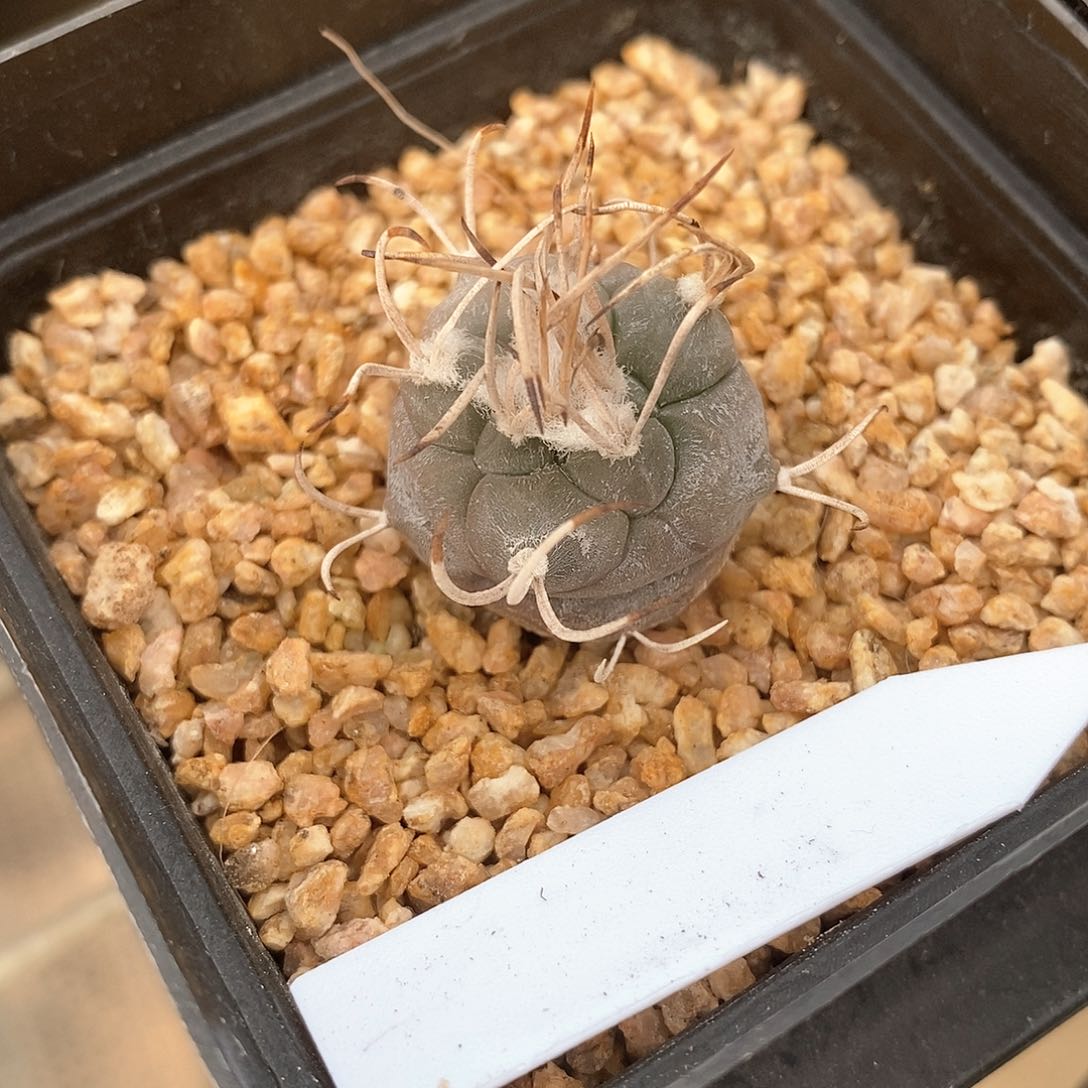 狂刺牙城实生2.2公分