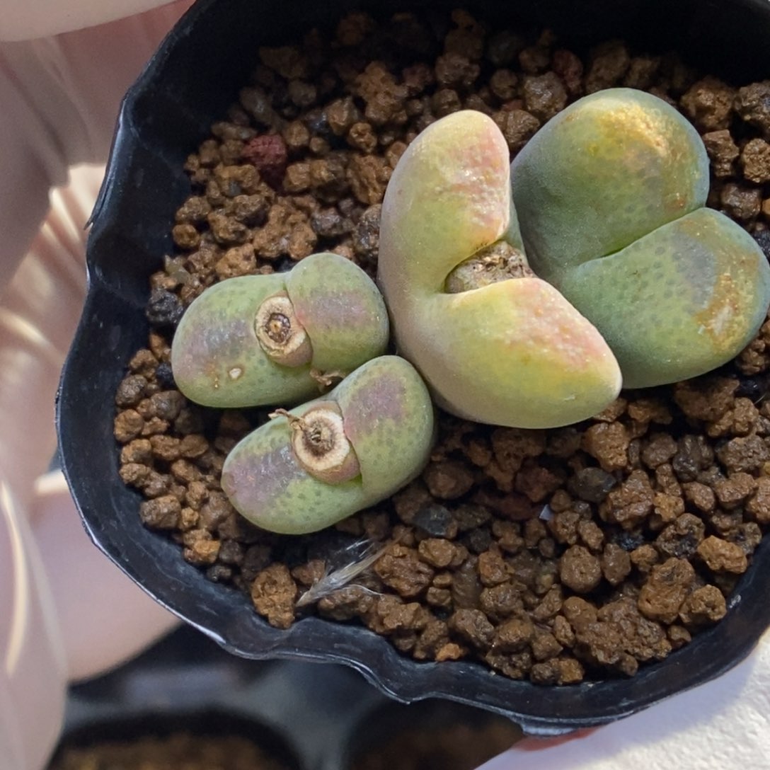 多肉植物肉锥杂交K-924 风铃杂 伤特