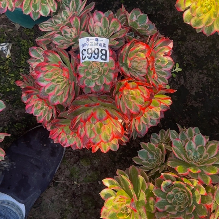 运何花25-20包邮花花