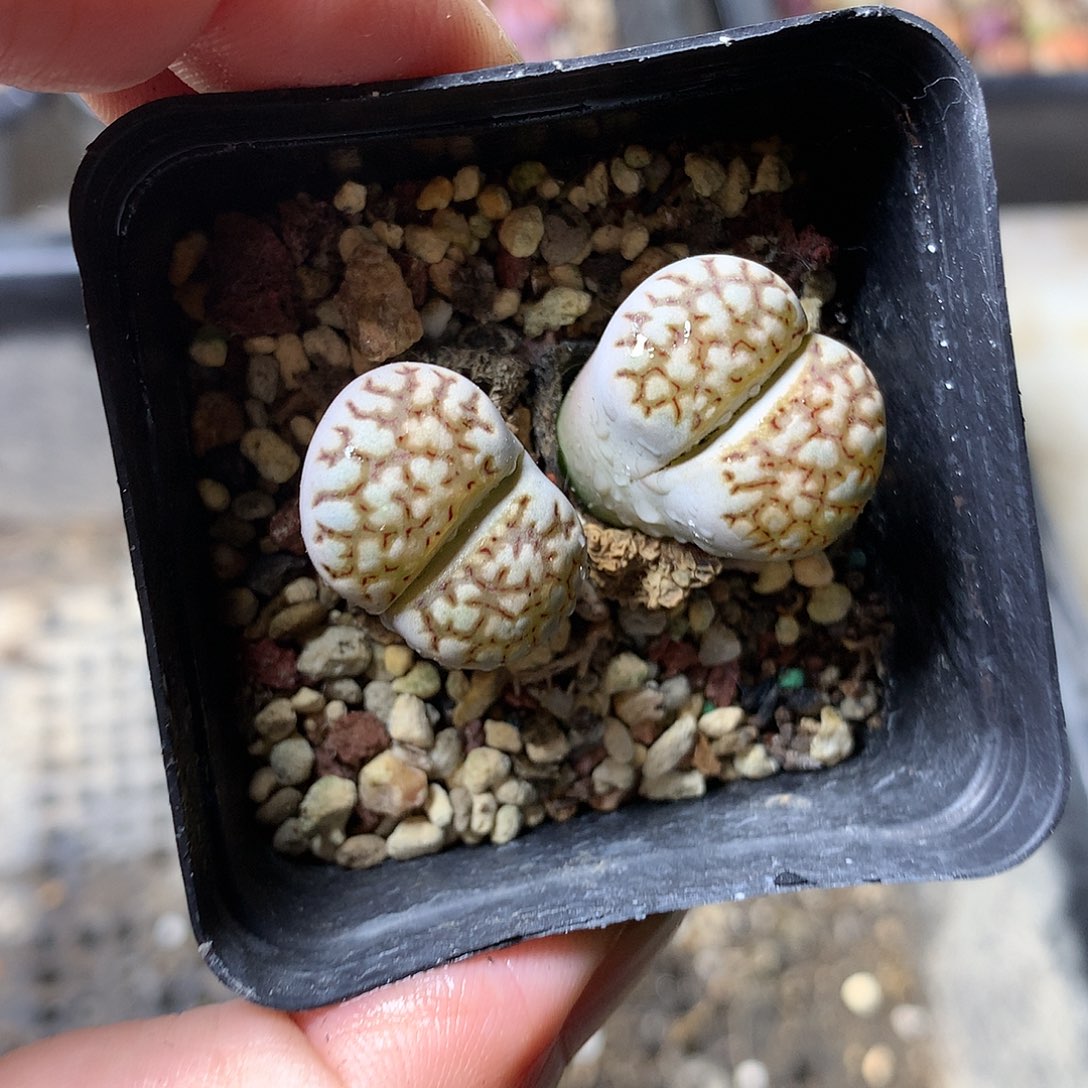 G70多肉植物保护研究所