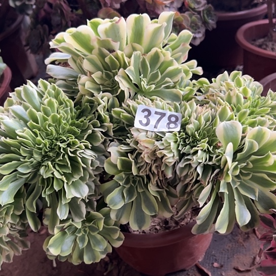 吃***云多肉植物一个绿豆沙378