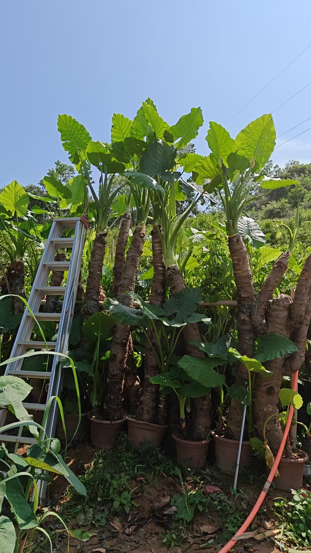 大型滴水观音雀梅红豆杉石楠花罗汉松盆景面包庭院图片女贞树