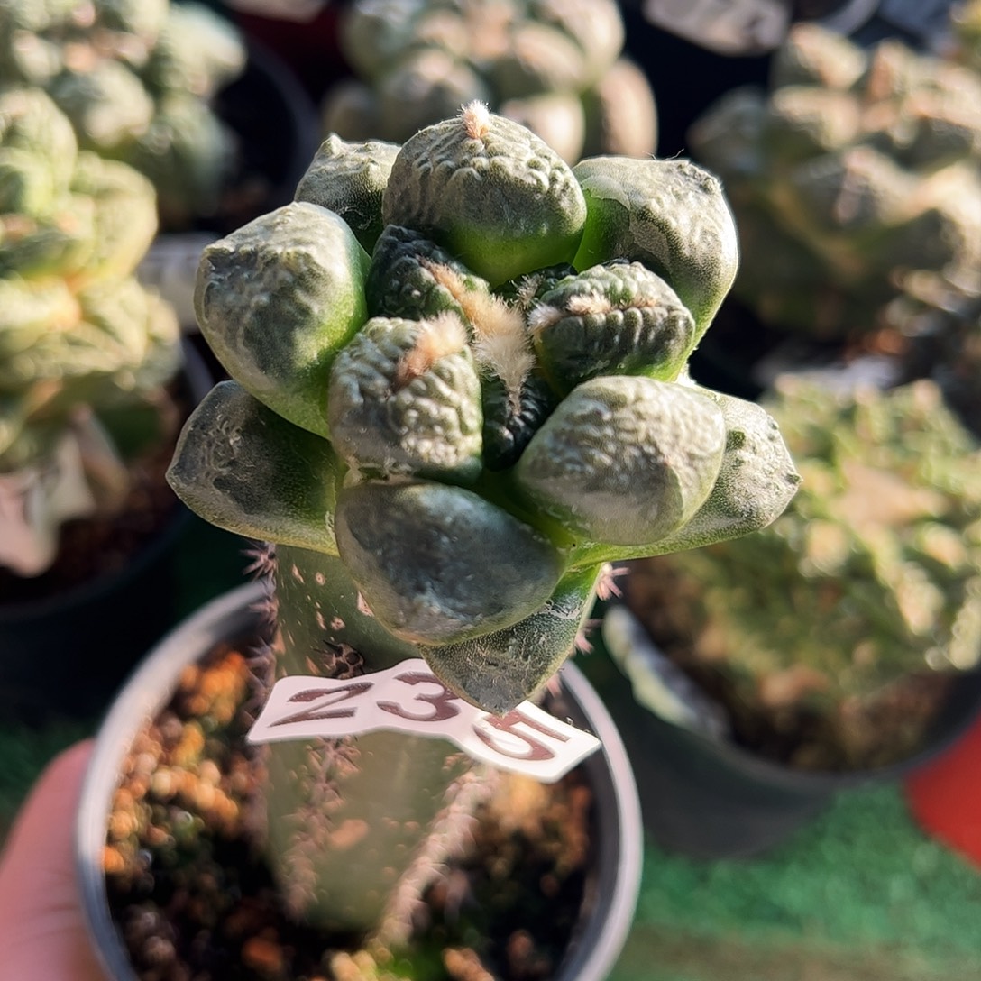 无花朵光面连山牡丹235