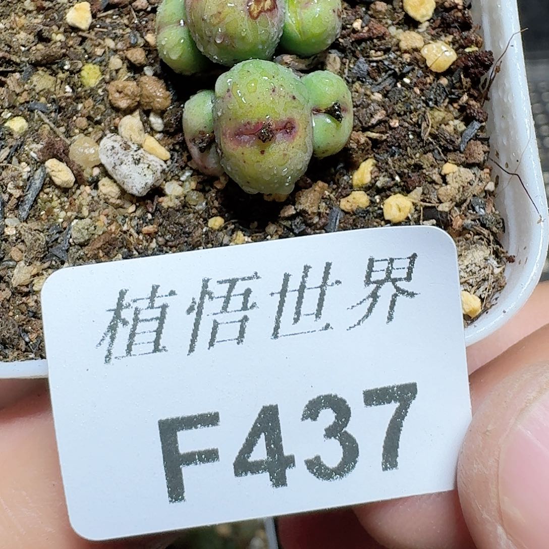 437号多肉植物哇c g