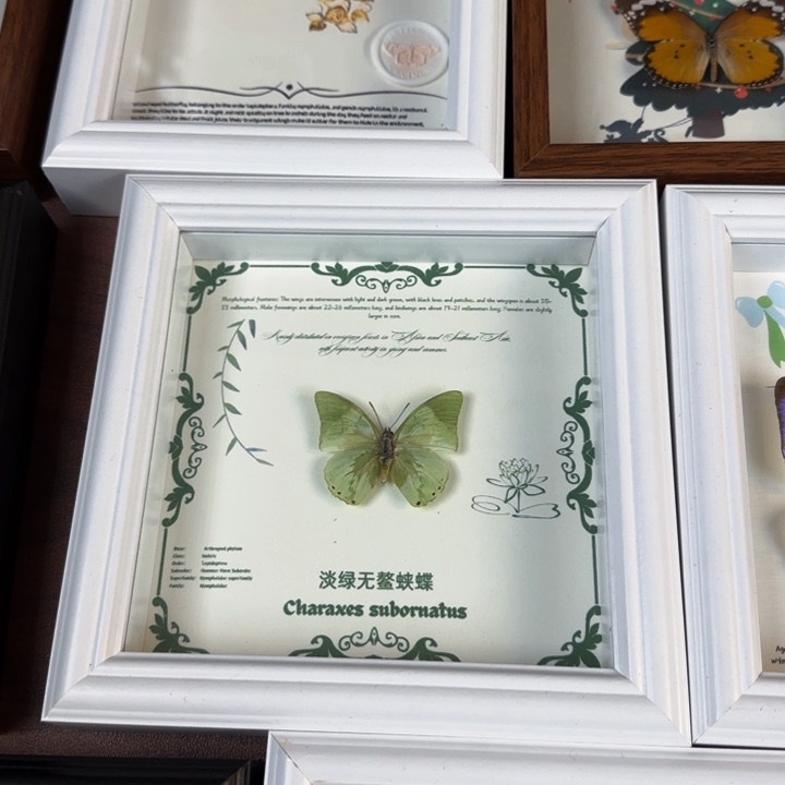 蝴蝶标本蝴蝶标本