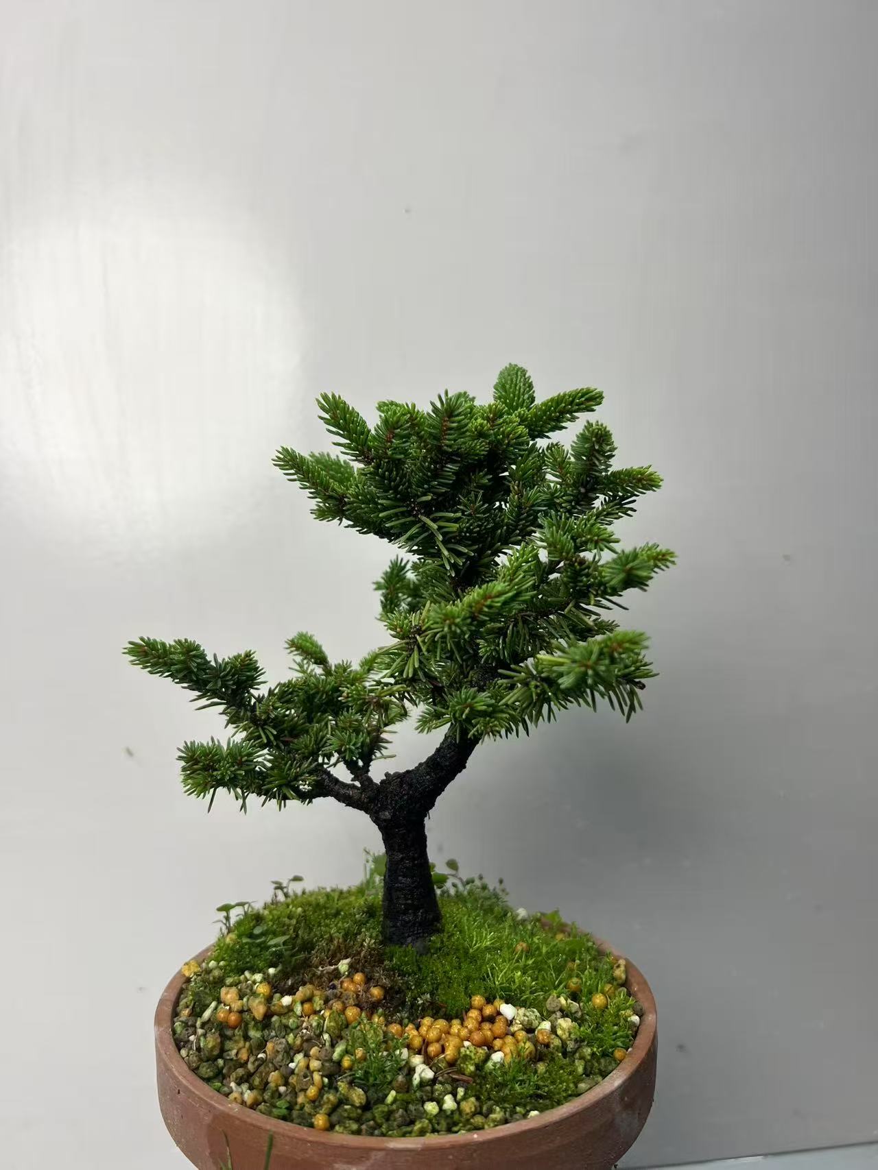 石化桧虾夷松连山桧津山桧八房杉黄金油画初雪芝麻榆四方柏