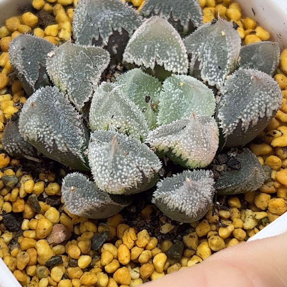 全窗白帝城十二卷多肉植物