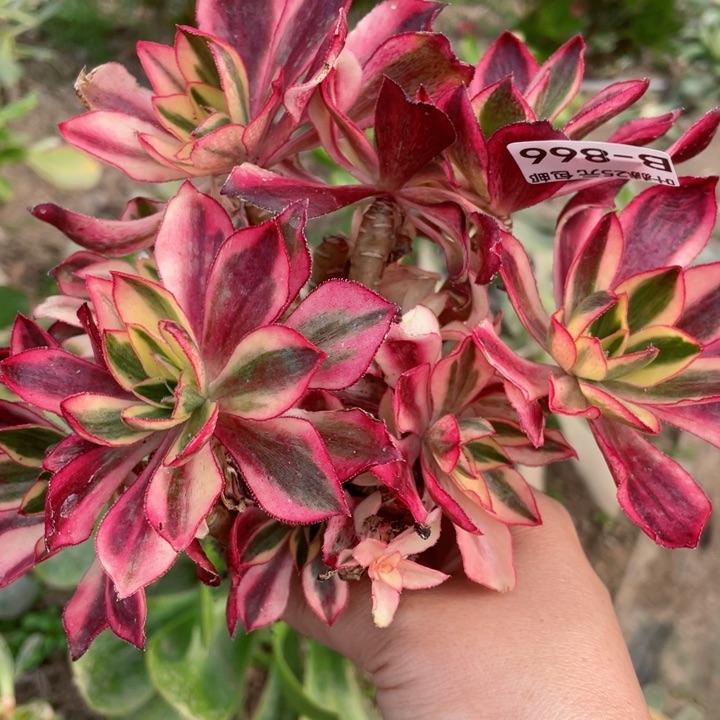 866魅影有砍多肉12345678