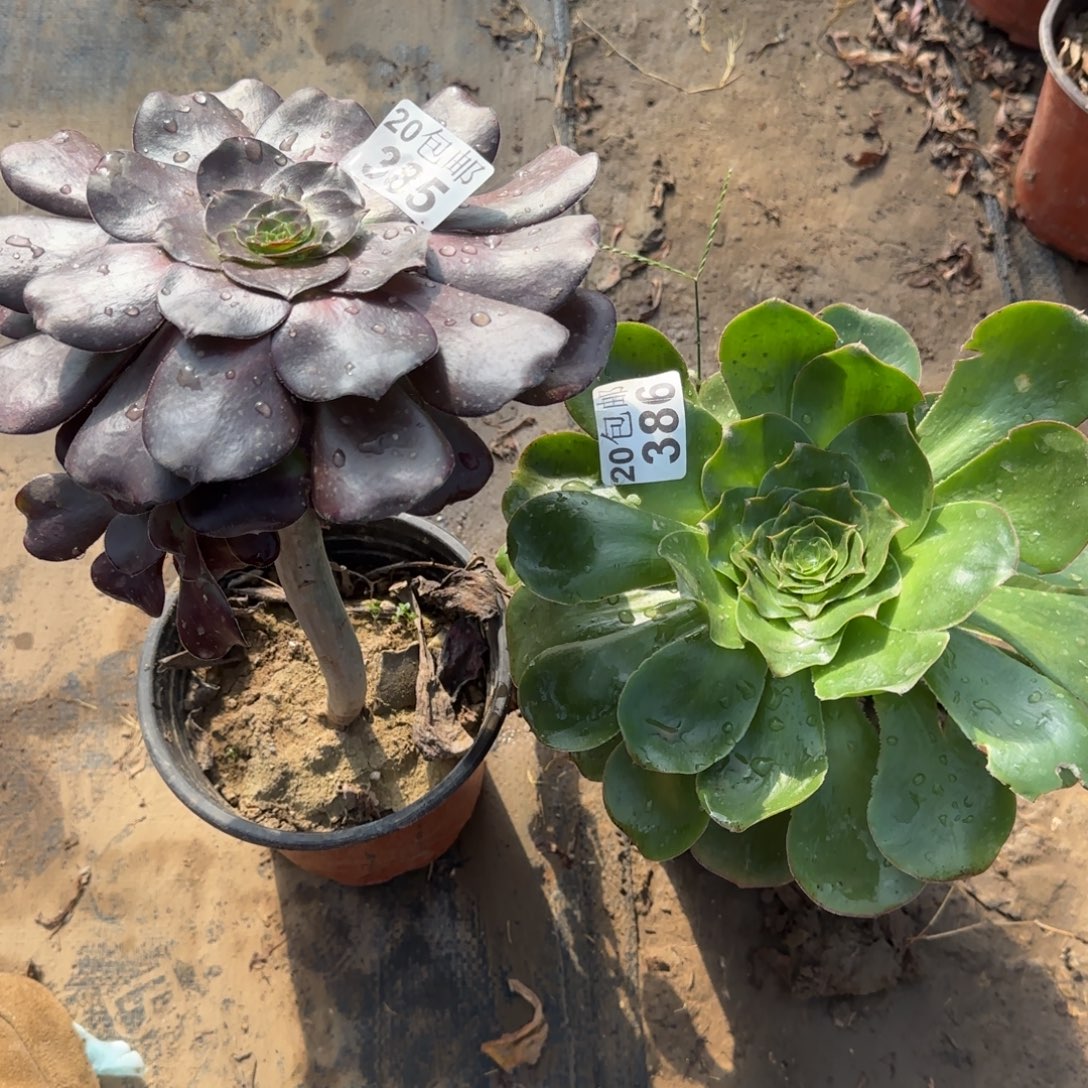 多肉385+386满20包邮断枝不包