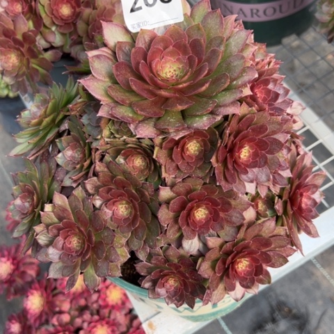 265红魔多肉20厘米左右