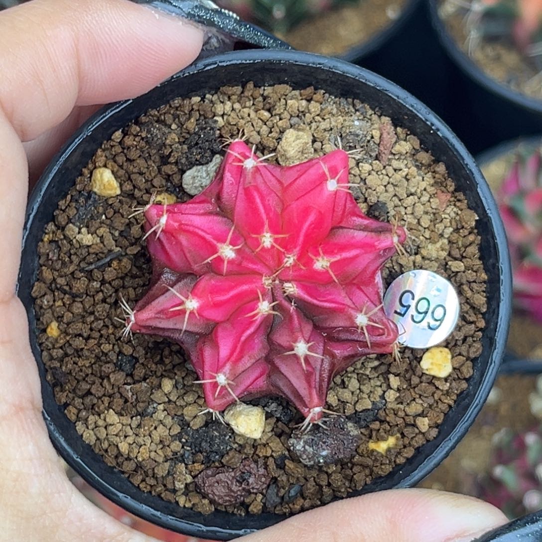 665    带盆土发货