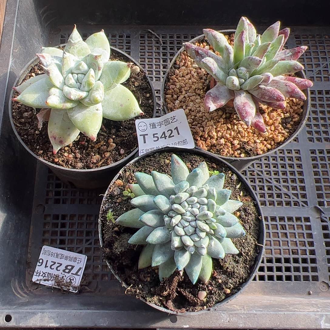 5421仙女杯多肉3颗