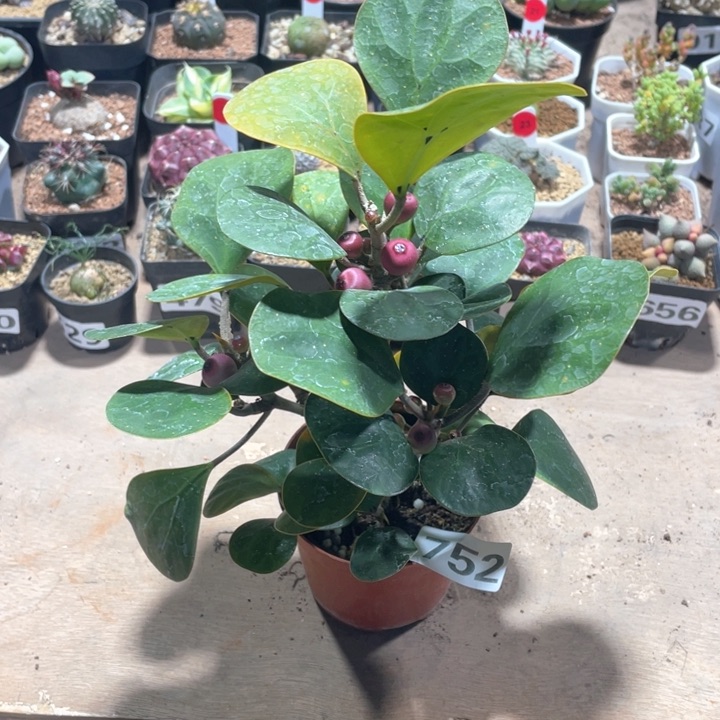 752菩提树带果植物
