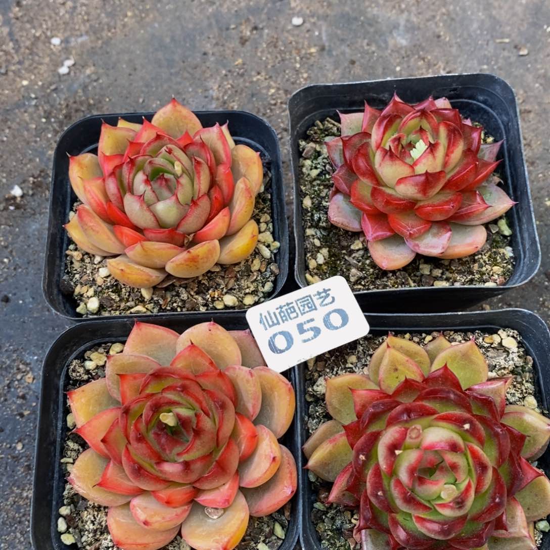 050的人和我一起看