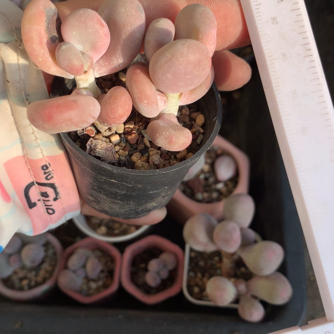 蛋黄奶或者是成雪球晒了特价