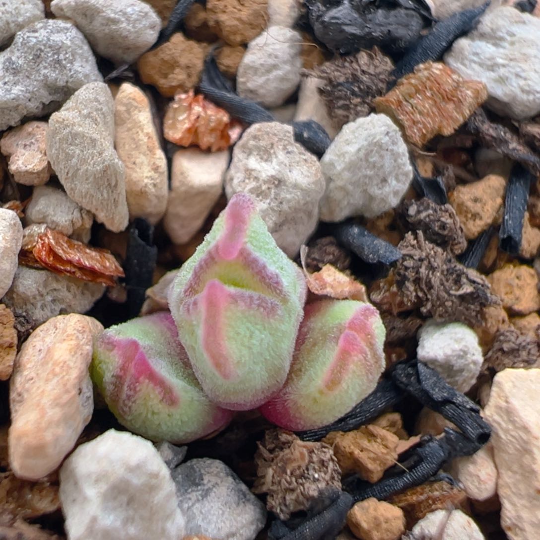 43多肉植物百科知识