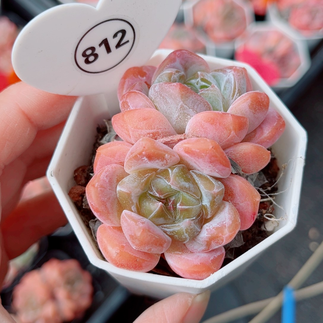 812号小老桩糖心双头