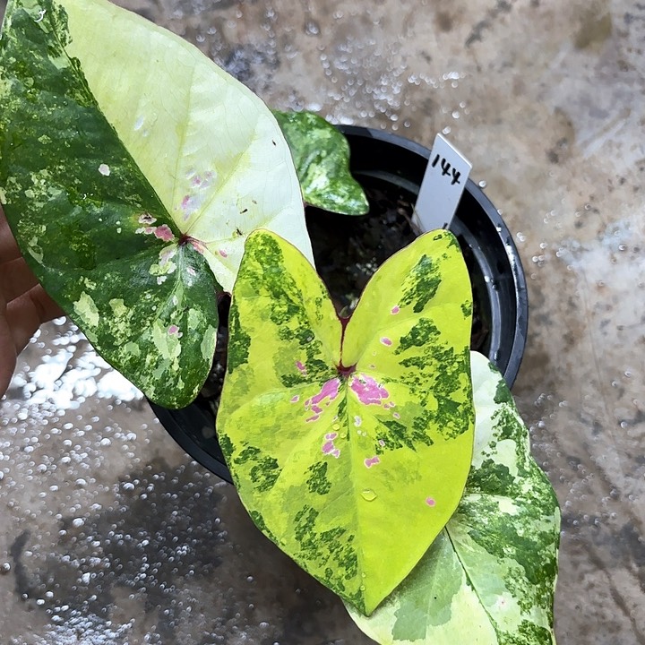 144-0205月亮宝石彩叶芋广东现货